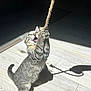 kitten, cat, tabby, playing, rope, toy, indoor, wooden_floor, shadow, light, pet, cute, animal, feline, young, active, whiskers, claws, playful, curious