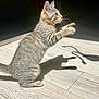 Athena a rejoint le concours — aidez-le/la à gagner de superbes lots ! cat, kitten, tabby, indoor, wooden_floor, shadow, sunlight, playful, pet, animal, feline, young_cat, curious, paws, whiskers, side_view, domestic, light_and_shadow, cute, mischievous