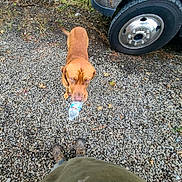 Theodore Douglass joined the competition — help win amazing prizes! dog, brown_dog, plastic_bottle, gravel, outdoor, vehicle_tire, footwear, standing, looking_up, person, top_down_view, nature, ground, pet, canine, collar, daylight, playful, animal, bottle