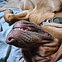 Theodore Douglass is registered to the contest to win money with this photo: dog, brown_dog, pet, lying_down, bed, teeth, mouth, collar, relaxed, sleeping, close_up, canine, fur, nose, paw, indoor, cute, resting, animal, tongue