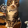 Hunter is registered to the contest to win money with this photo: cat, tabby_cat, indoor, wooden_desk, clock, books, blue_wall, collar, pet, curious, feline, whiskers, paws, domestic_animal, sitting, close_up, fur, household, animal, portrait
