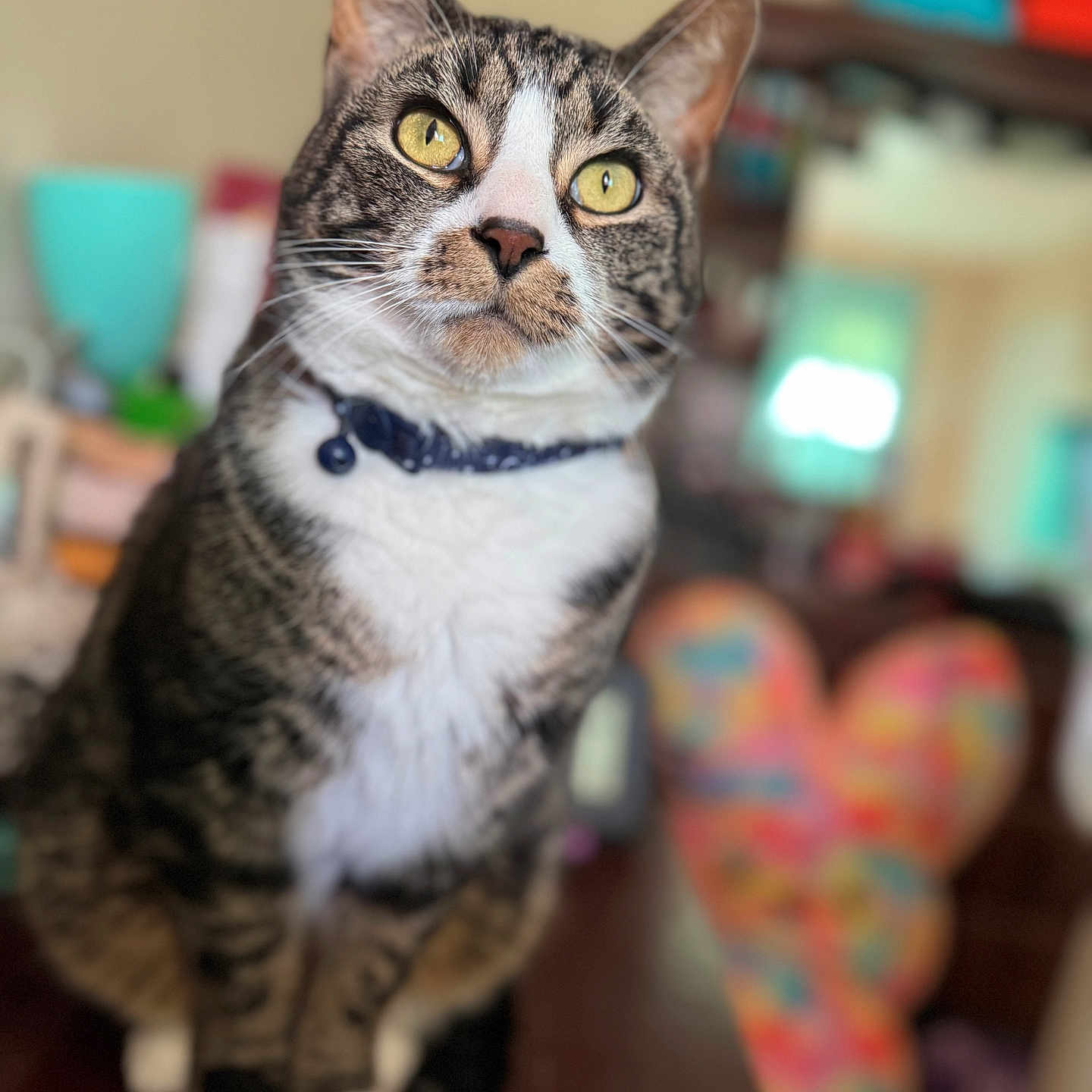 Hunter is registered to the contest to win money with this photo: cat, tabby_cat, yellow_eyes, collar, indoor, close_up, pet, curious, feline, animal, blurred_background, colorful, heart_shape, domestic_cat, sitting, portrait, whiskers, fur, table, cozy