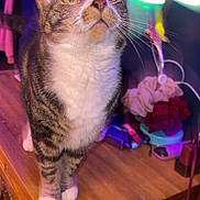 Hunter is registered to the contest to win money with this photo: cat, tabby, white_paws, wooden_table, indoor, curious, yellow_eyes, whiskers, feline, pet, domestic_cat, clutter, lamp, soft_lighting, purple_light, household, cozy, looking_up, fur, animal