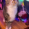cat, tabby, white_paws, wooden_table, indoor, curious, yellow_eyes, whiskers, feline, pet, domestic_cat, clutter, lamp, soft_lighting, purple_light, household, cozy, looking_up, fur, animal