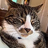 Hunter is registered to the contest to win money with this photo: cat, tabby, sleeping, whiskers, indoor, pet, feline, closeup, fur, relaxed, domestic_animal, mammal, cozy, resting, cute, animal, face, portrait, soft, calm