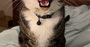 Hunter is registered to the contest to win money with this photo: cat, tabby, pet, animal, indoor, bed, collar, whiskers, feline, meowing, cute, domestic, fur, closeup, expression, home, mammal, resting, face, eyes