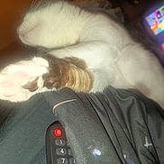 Bueno a rejoint le concours — aidez-le/la à gagner de superbes lots ! animal, blanket, brown_fur, cartoon, cat, closeup, couch, cozy, feline, indoor, paw, pet, pink_pads, relaxing, remote_control, resting, sleeping, soft, television, white_fur