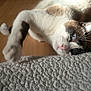 Bueno participe au concours pour gagner de l'argent avec cette photo : animal, blue_eyes, cat, close_up, cute, domestic, feline, floor, fur, indoor, light, looking, paw, pet, playful, relaxed, rug, sunlight, texture, whiskers