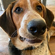 Bear joined the competition — help win amazing prizes! dog, close_up, pet, indoor, brown, black, white, nose, whiskers, ears, floor, wooden_floor, collar, curious, animal, canine, portrait, face, attention, domestic