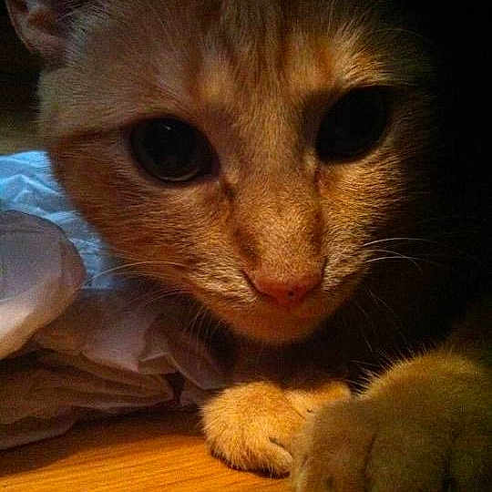 Tonka