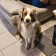 Doki participe au concours pour gagner de l'argent avec cette photo : beige, brown, casual_clothing, companion, couch, dog, fur, furniture, heterochromia, home, indoor, living_room, person, pet, relaxed, rug, shadow, sitting, tile_floor, white