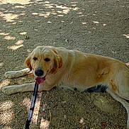 River a rejoint le concours — aidez-le/la à gagner de superbes lots ! animal, canine, daylight, dog, fur, golden_retriever, gravel, happy, leash, lying_down, nature, outdoor, park, pet, resting, shade, shadows, summer, sunlight, tongue_out