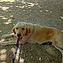 animal, canine, daylight, dog, fur, golden_retriever, gravel, happy, leash, lying_down, nature, outdoor, park, pet, resting, shade, shadows, summer, sunlight, tongue_out