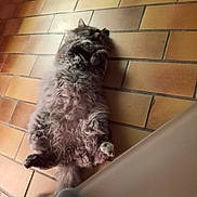 Virus a rejoint le concours — aidez-le/la à gagner de superbes lots ! angora, animal, brick, canine, cat, dog, flagstone, hardwood, kitten, manx, path, pet, poodle, puppy, siamese, slate, terrier, tile, walkway, wood