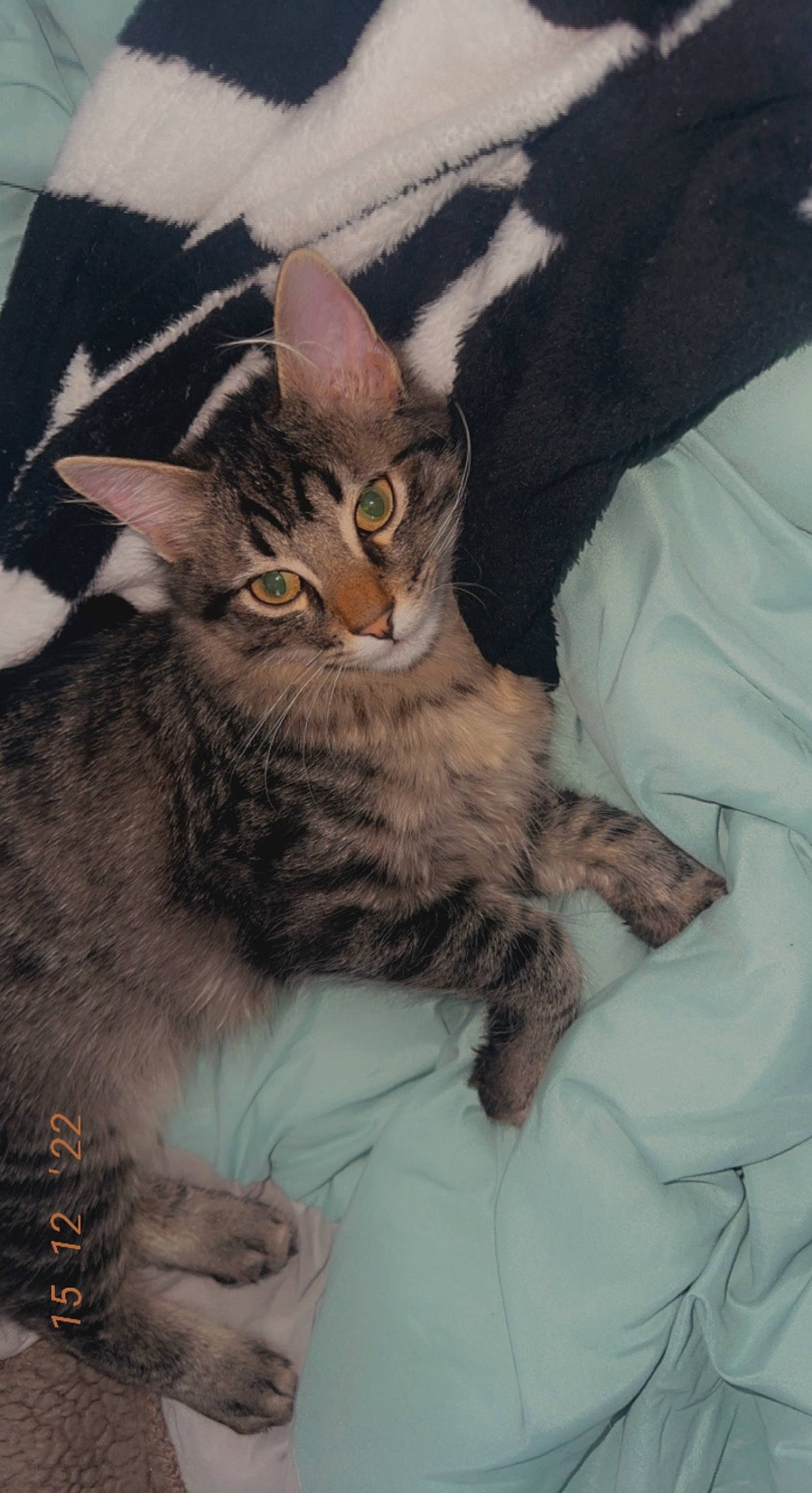 Nova joined the competition — help win amazing prizes! carnivore, cat, claw, comfort, domestic_short_haired_cat, door, felidae, fur, paw, small_to_medium_sized_cats, snout, tail, terrestrial_animal, whiskers