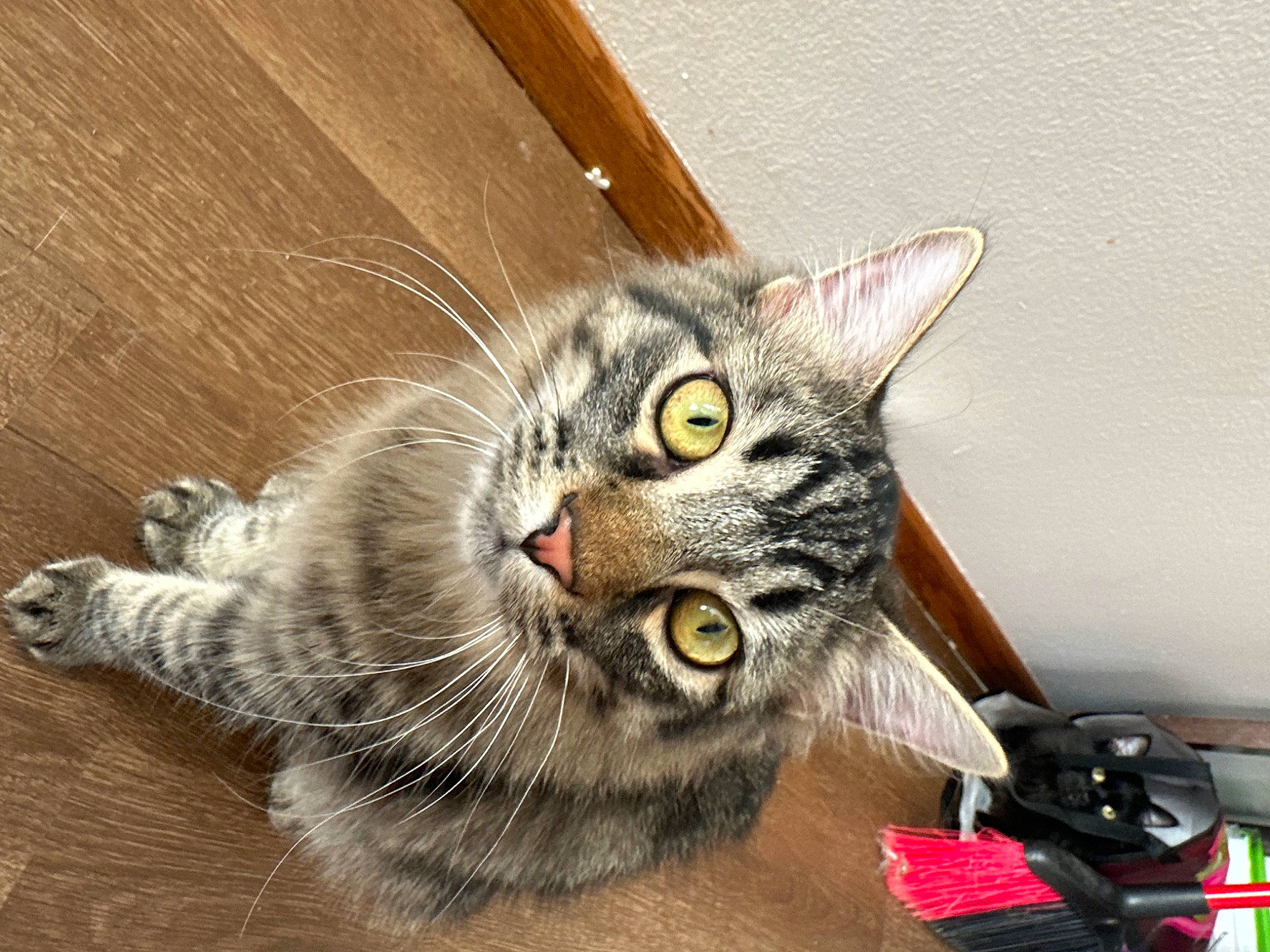 Nova joined the competition — help win amazing prizes! carnivore, cat, claw, domestic_short_haired_cat, felidae, flooring, fur, hardwood, paw, photo_caption, small_to_medium_sized_cats, snout, tail, terrestrial_animal, varnish, whiskers, wood, wood_stain