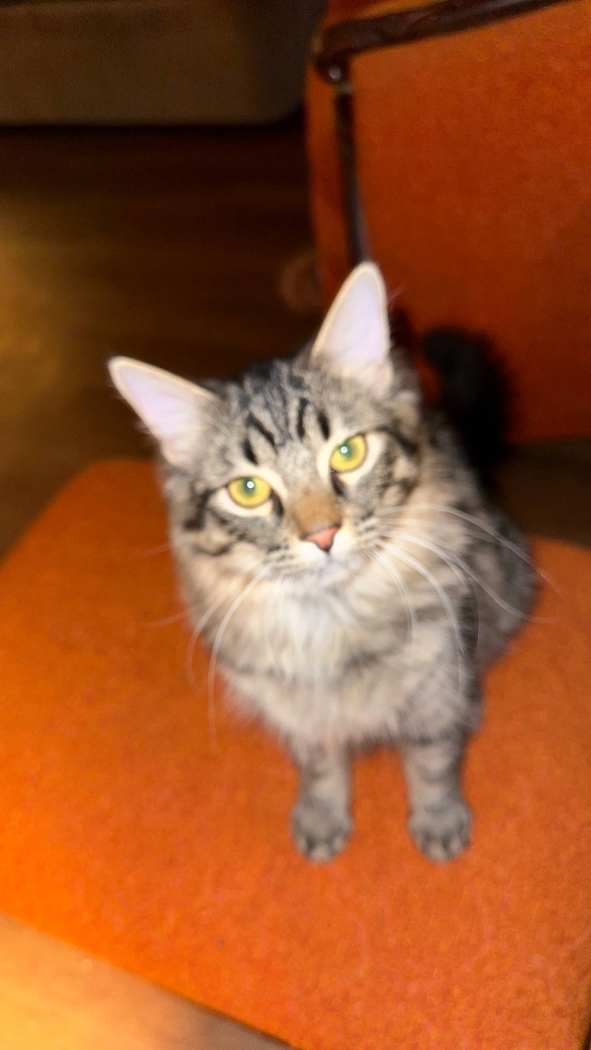 Nova is registered to the contest to win money with this photo: carnivore, cat, cat_toy, claw, domestic_short_haired_cat, felidae, flooring, fur, paw, small_to_medium_sized_cats, snout, tail, terrestrial_animal, whiskers, wood