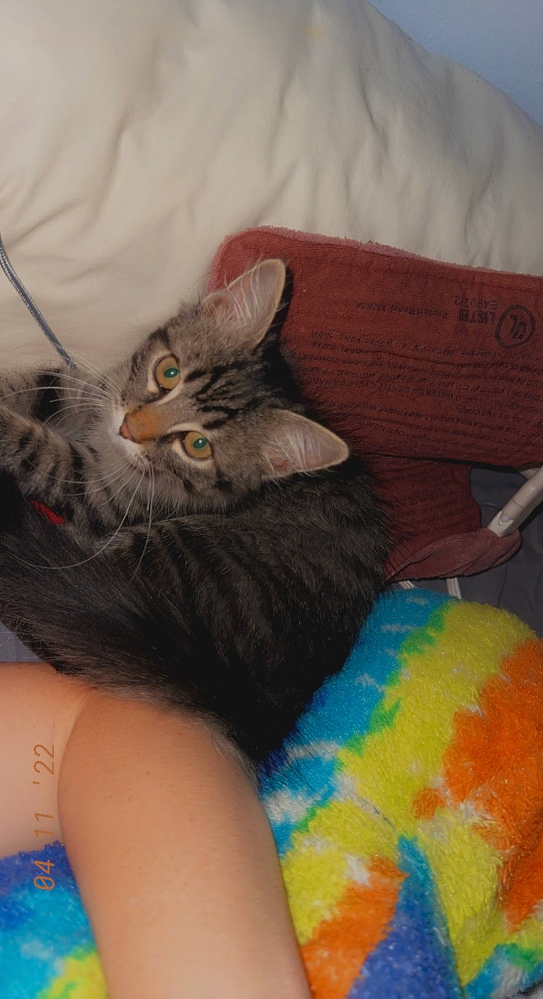 Nova joined the competition — help win amazing prizes! blue, carnivore, cat, comfort, domestic_short_haired_cat, fawn, felidae, finger, fur, grey, human_leg, lap, leg, nail, sitting, small_to_medium_sized_cats, tail, textile, thigh, whiskers