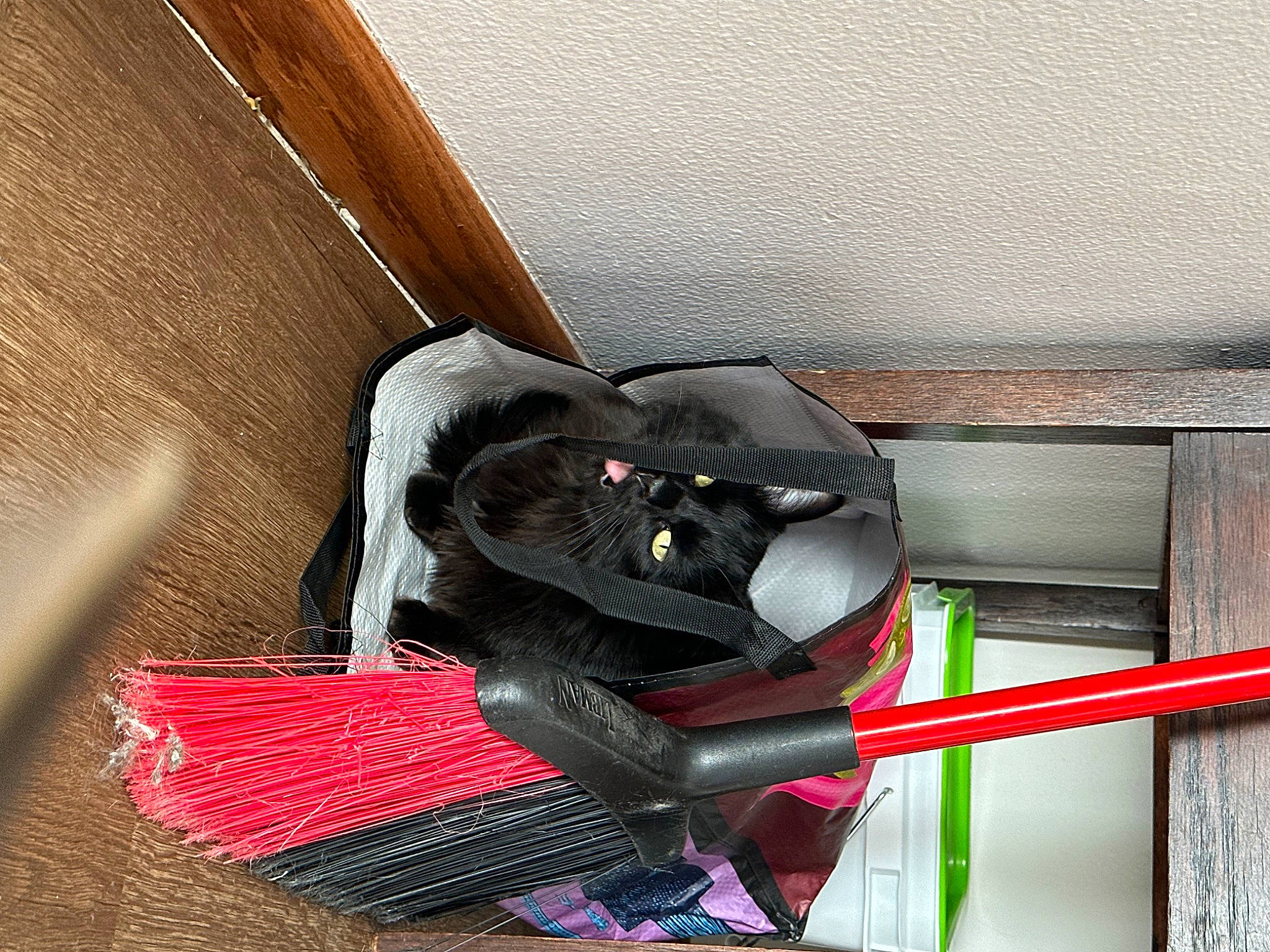 Lucifer is registered to the contest to win money with this photo: audio_equipment, auto_part, bag, cable, carmine, comfort, electrical_supply, electrical_wiring, flooring, fur, hardwood, luggage_and_bags, magenta, metal, personal_protective_equipment, room, tail, wire, wood