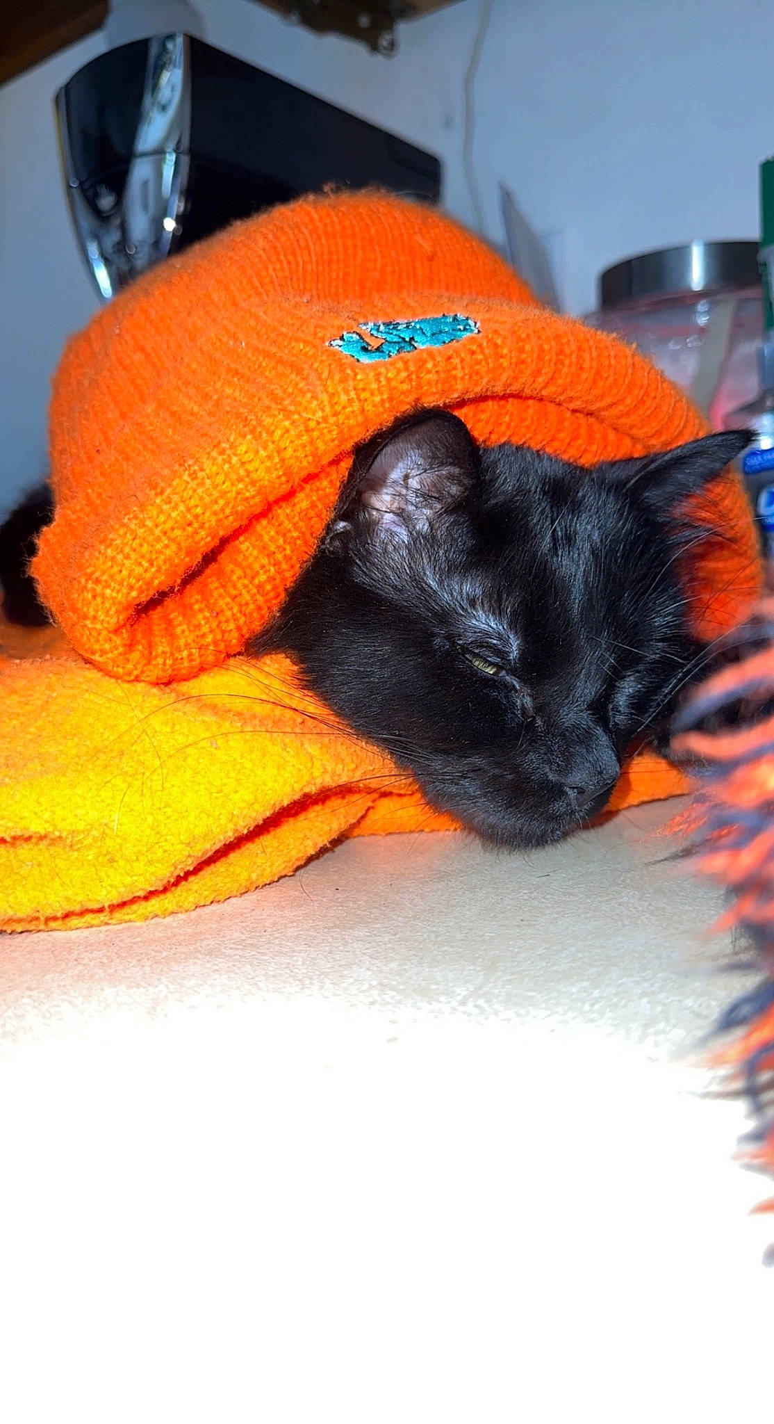 Lucifer joined the competition — help win amazing prizes! bag, black_cat, cap, carnivore, cat, claw, comfort, companion_dog, dog_breed, electric_blue, fashion_accessory, fawn, felidae, fur, linens, orange, small_to_medium_sized_cats, snout, tail, whiskers