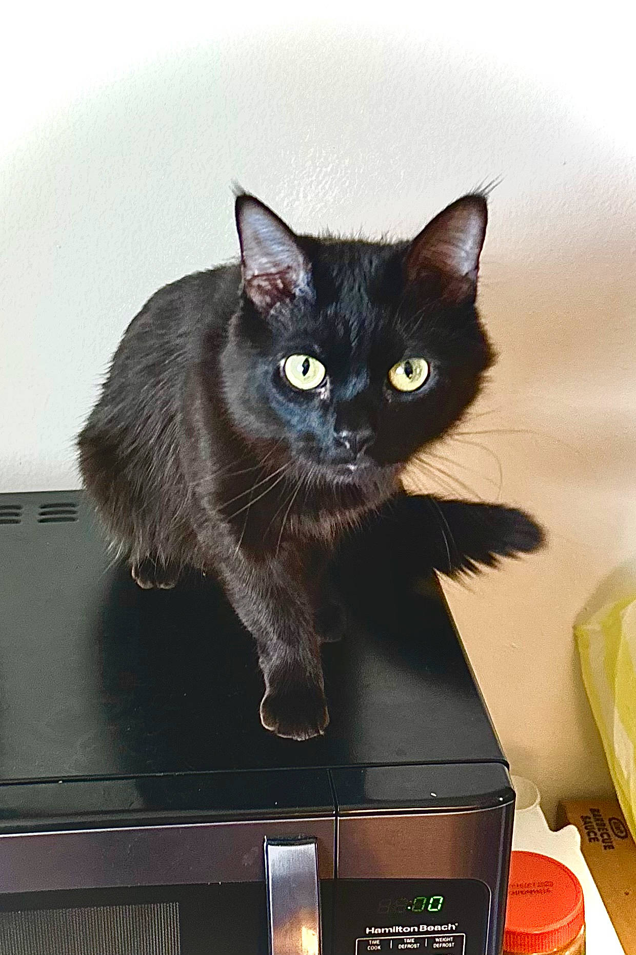 Lucifer is registered to the contest to win money with this photo: black_cat, bombay, box, carnivore, cat, cat_furniture, cat_supply, domestic_short_haired_cat, electronic_instrument, felidae, fur, gadget, iris, multimedia, output_device, paw, pet_supply, small_to_medium_sized_cats, tail, whiskers