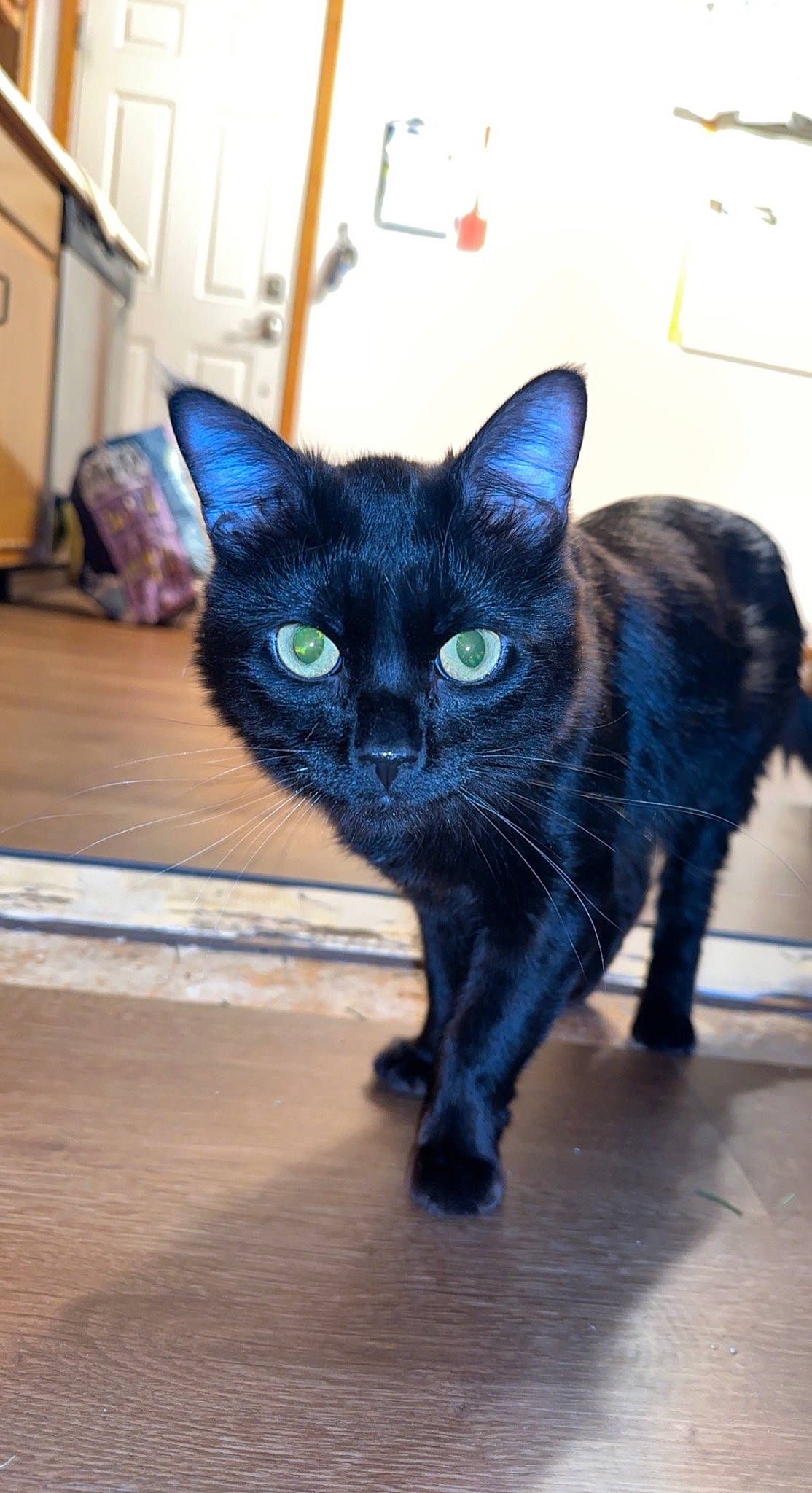 Lucifer is registered to the contest to win money with this photo: black_cat, bombay, cabinetry, carnivore, cat, domestic_short_haired_cat, electric_blue, felidae, flooring, fur, hardwood, iris, small_to_medium_sized_cats, snout, tail, whiskers