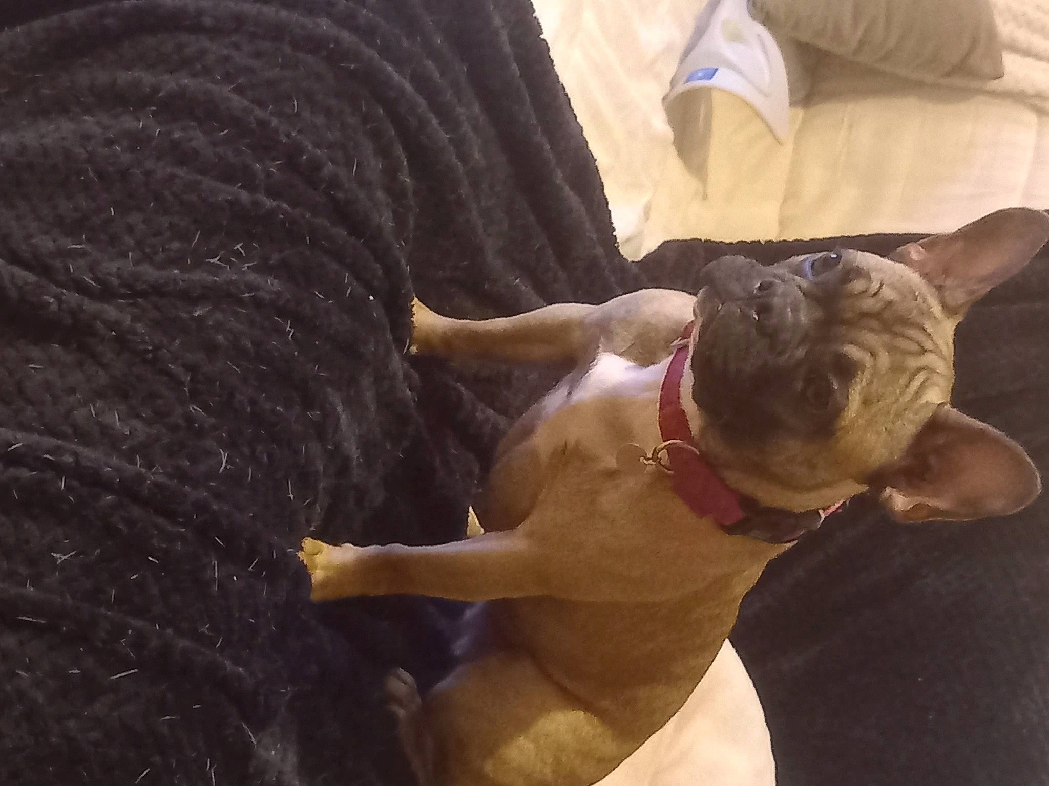 Talia participe au concours pour gagner de l'argent avec cette photo : abdomen, barechested, bathing, canidae, carnivore, chest, child, companion_dog, dog_breed, elbow, fawn, felidae, fun, fur, happy, human_body, human_leg, knee, thigh, trunk