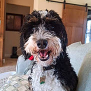 Bailey joined the competition — help win amazing prizes! dog, curly_hair, black_and_white, smiling, collar, dog_tag, couch, indoor, living_room, pillow, furniture, wooden_door, happy, pet, animal, fur, sitting, close_up, domestic, cute