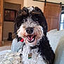 dog, curly_hair, black_and_white, smiling, collar, dog_tag, couch, indoor, living_room, pillow, furniture, wooden_door, happy, pet, animal, fur, sitting, close_up, domestic, cute
