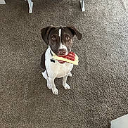 Gunner is registered to the contest to win money with this photo: dog, pet, indoor, carpet, toy, water_bowl, table, brown, white, black, animal, sitting, looking_up, collar, floor, household, cute, playful, waiting, companion