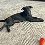 Shadow is registered to the contest to win money with this photo: puppy, dog, black_dog, carpet, chew_toy, orange_toy, indoor, sofa, furniture, pet, lying_down, curious, young_dog, home, floor, relaxing, animal, cute, companion, domestic