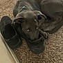 Shadow is registered to the contest to win money with this photo: puppy, dog, carpet, shoe, sneaker, indoor, pet, black, curled_up, resting, cute, collar, floor, animal, domestic_animal, young_dog, lying_down, fur, ears, paw
