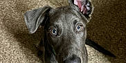 Shadow is registered to the contest to win money with this photo: dog, puppy, blue_eyes, carpet, indoor, pet, curious, looking_up, ears, fur, animal, cute, adorable, sitting, one_ear_up, brown_carpet, young_dog, canine, companion, domestic_animal