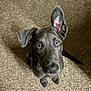dog, puppy, blue_eyes, carpet, indoor, pet, curious, looking_up, ears, fur, animal, cute, adorable, sitting, one_ear_up, brown_carpet, young_dog, canine, companion, domestic_animal