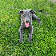 Shadow is registered to the contest to win money with this photo: animal, canine, collar, cute, dog, ears, fur, grass, greenery, happy, lying_down, nature, outdoor, pet, playful, puppy, summer, tongue, tongue_out, young