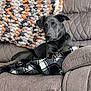 Shadow joined the competition — help win amazing prizes! animal, black_dog, blanket, couch, cozy, dog, domestic_animal, ears, fur, furniture, home, indoor, knitted_blanket, nose, paw, pet, plaid, relaxed, resting, seated