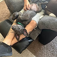 Shadow is registered to the contest to win money with this photo: dog, person, tattoo, armchair, carpet, footwear, bagel, plate, table, couch, casual_clothing, lap, pet, relaxing, indoor, paw, ear, fur, snack, leisure