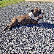 Cookie a rejoint le concours — aidez-le/la à gagner de superbes lots ! dog, brindle, outdoor, gravel, sunlight, stone_building, relaxed, pet, animal, daylight, grass, nature, rural, resting, canine, sunny, shadow, front_yard, quiet, peaceful