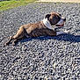 dog, brindle, outdoor, gravel, sunlight, stone_building, relaxed, pet, animal, daylight, grass, nature, rural, resting, canine, sunny, shadow, front_yard, quiet, peaceful