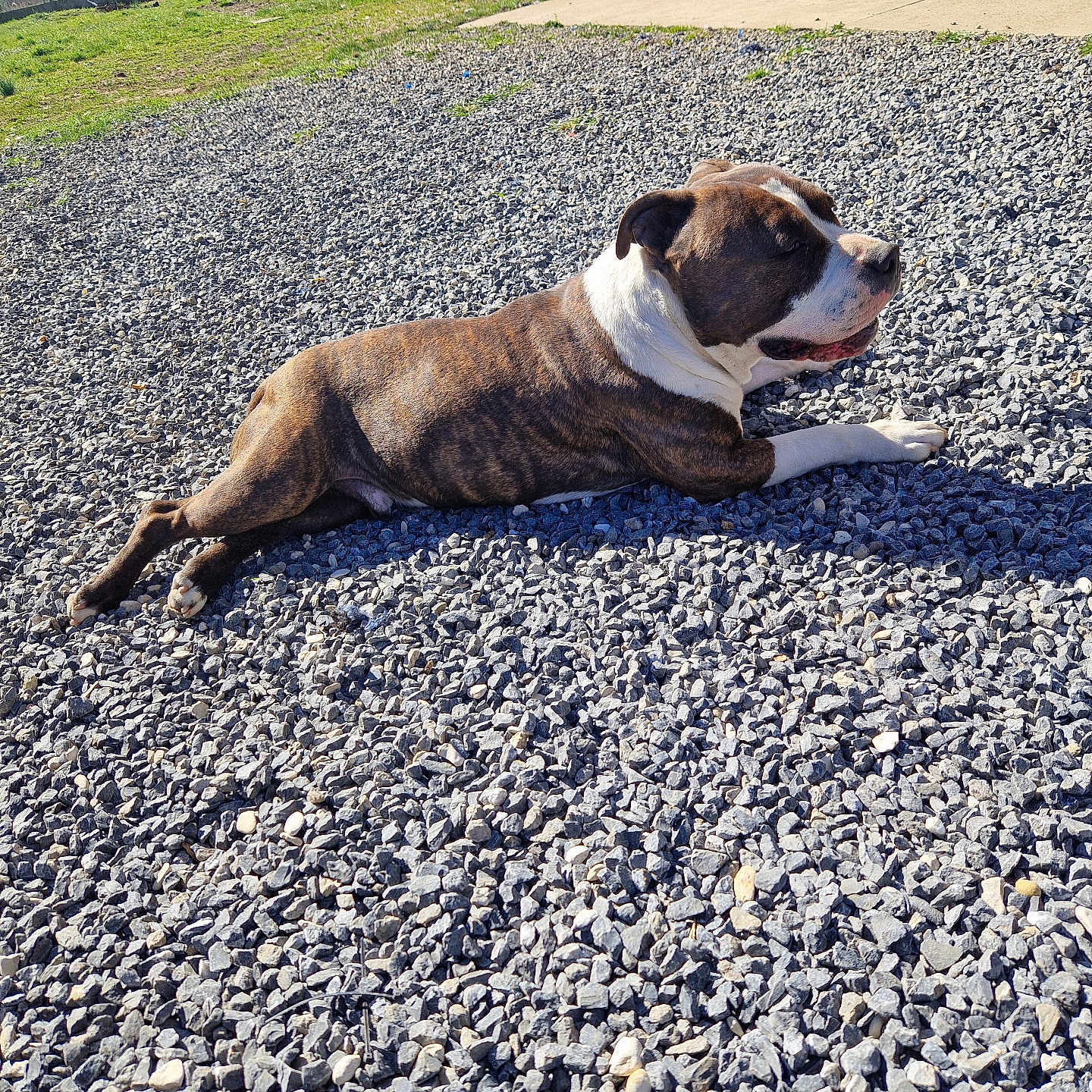 Cookie a rejoint le concours — aidez-le/la à gagner de superbes lots ! animal, brindle, canine, daylight, dog, front_yard, grass, gravel, nature, outdoor, peaceful, pet, quiet, relaxed, resting, rural, shadow, stone_building, sunlight, sunny