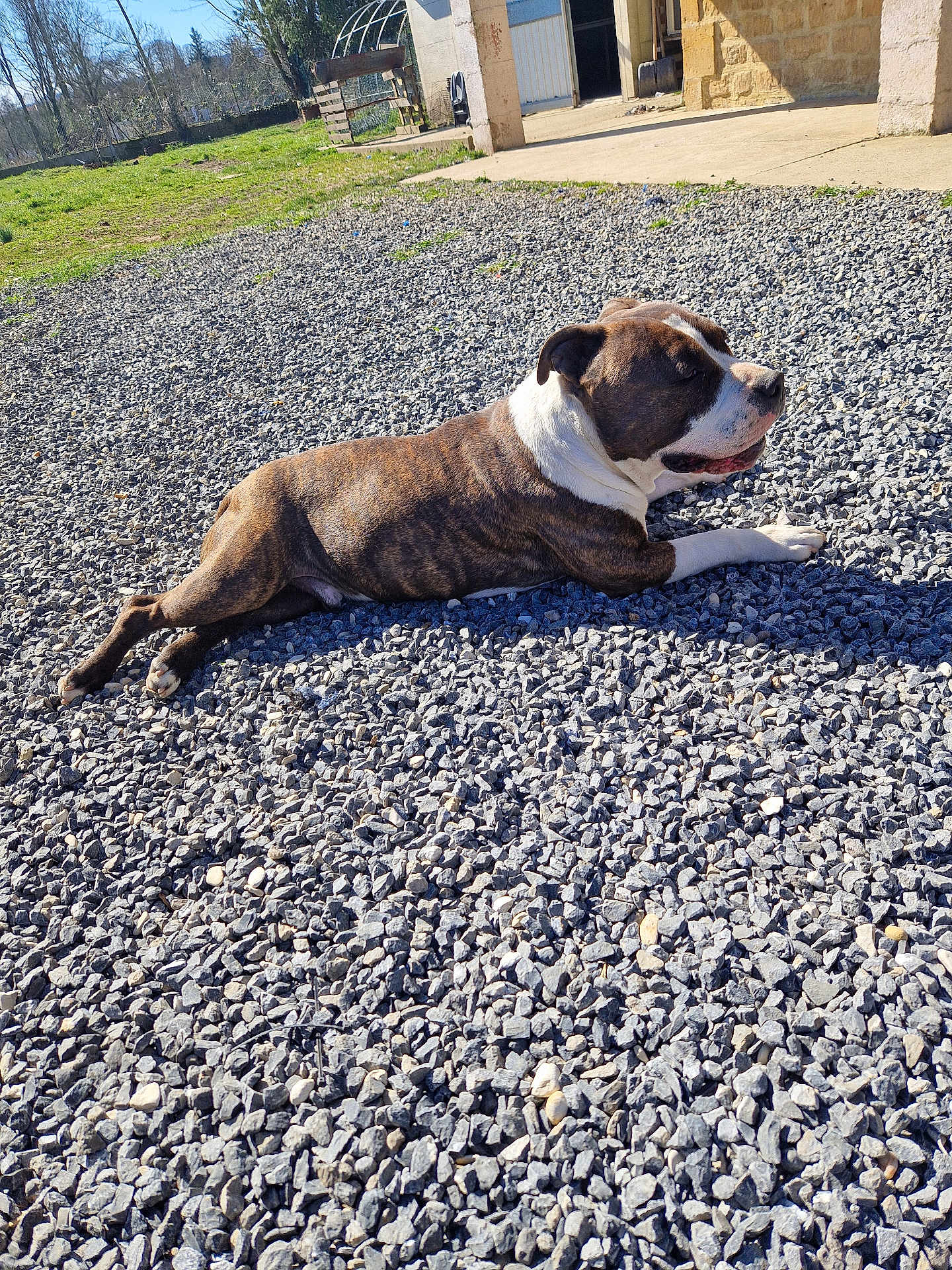 Cookie a rejoint le concours — aidez-le/la à gagner de superbes lots ! dog, brindle, outdoor, gravel, sunlight, stone_building, relaxed, pet, animal, daylight, grass, nature, rural, resting, canine, sunny, shadow, front_yard, quiet, peaceful