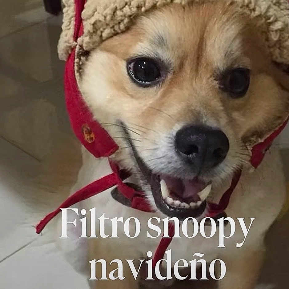 Oso