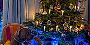 Ulysse a rejoint le concours — aidez-le/la à gagner de superbes lots ! dog, chair, christmas_tree, ornaments, lights, present, decorations, snowman, candle, window, curtains, toy, indoor, holiday, festive, furniture, glowing, striped_chair, pillow, smiling_dog