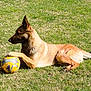 dog, grass, outdoor, animal, soccer_ball, pet, canine, playing, resting, sunlight, nature, paw, field, summer, leisure, mammal, sport, active, brown_dog, side_view