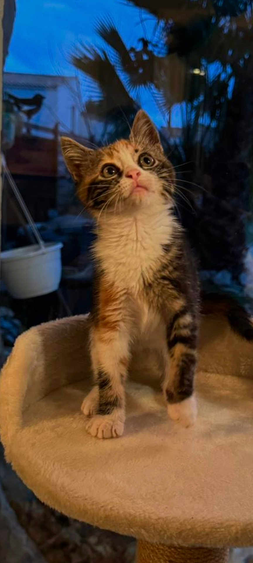 Rix a rejoint le concours — aidez-le/la à gagner de superbes lots ! kitten, cat, pet, indoor, cat_tree, curious, feline, soft, beige, window, plants, evening, animal, young_cat, whiskers, ears, paws, fur, looking_up, domestic_animal
