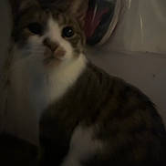 Peachie is registered to the contest to win money with this photo: animal, blurry, cat, closeup, curious, dim_lighting, domestic_cat, face, feline, fur, indoor, looking_away, low_light, mammal, pet, portrait, shadow, tabby, whiskers, white_markings