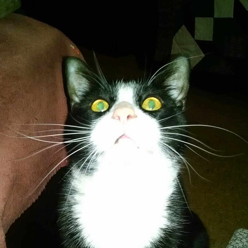 Mistofelees is registered to the contest to win money with this photo: animal, black_and_white, blanket, bright_eyes, carpet, cat, close_up, domestic_animal, feline, flash, fur, indoor, indoor_lighting, looking_up, patterned_fabric, pet, startled, whiskers, whiskers_visible, yellow_eyes