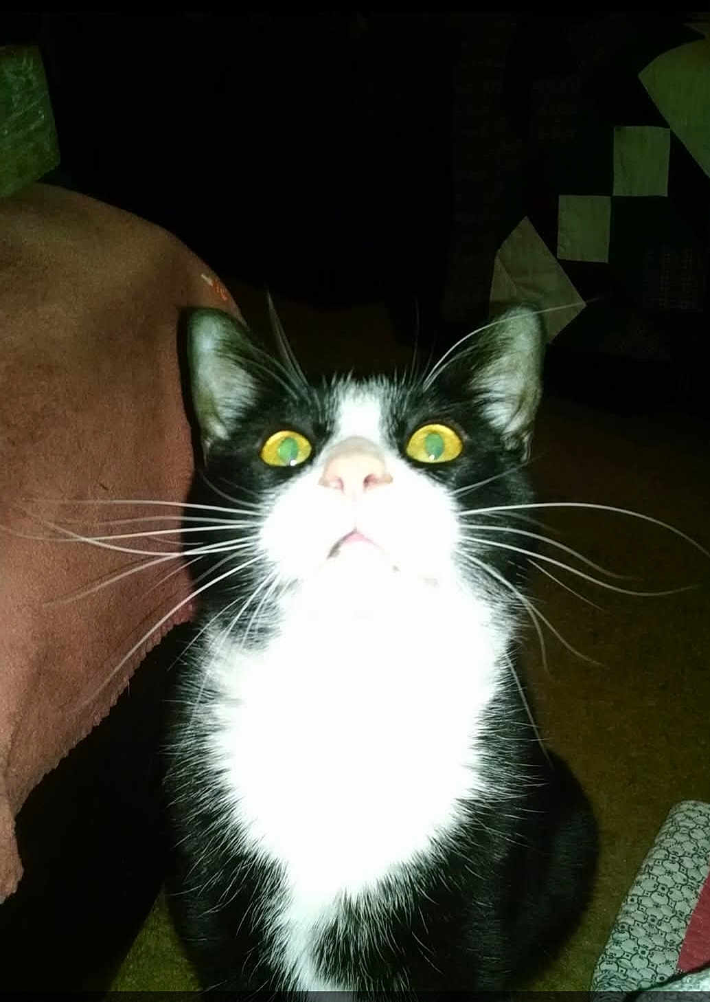 Mistofelees is registered to the contest to win money with this photo: animal, black_and_white, blanket, bright_eyes, carpet, cat, close_up, domestic_animal, feline, flash, fur, indoor, indoor_lighting, looking_up, patterned_fabric, pet, startled, whiskers, whiskers_visible, yellow_eyes