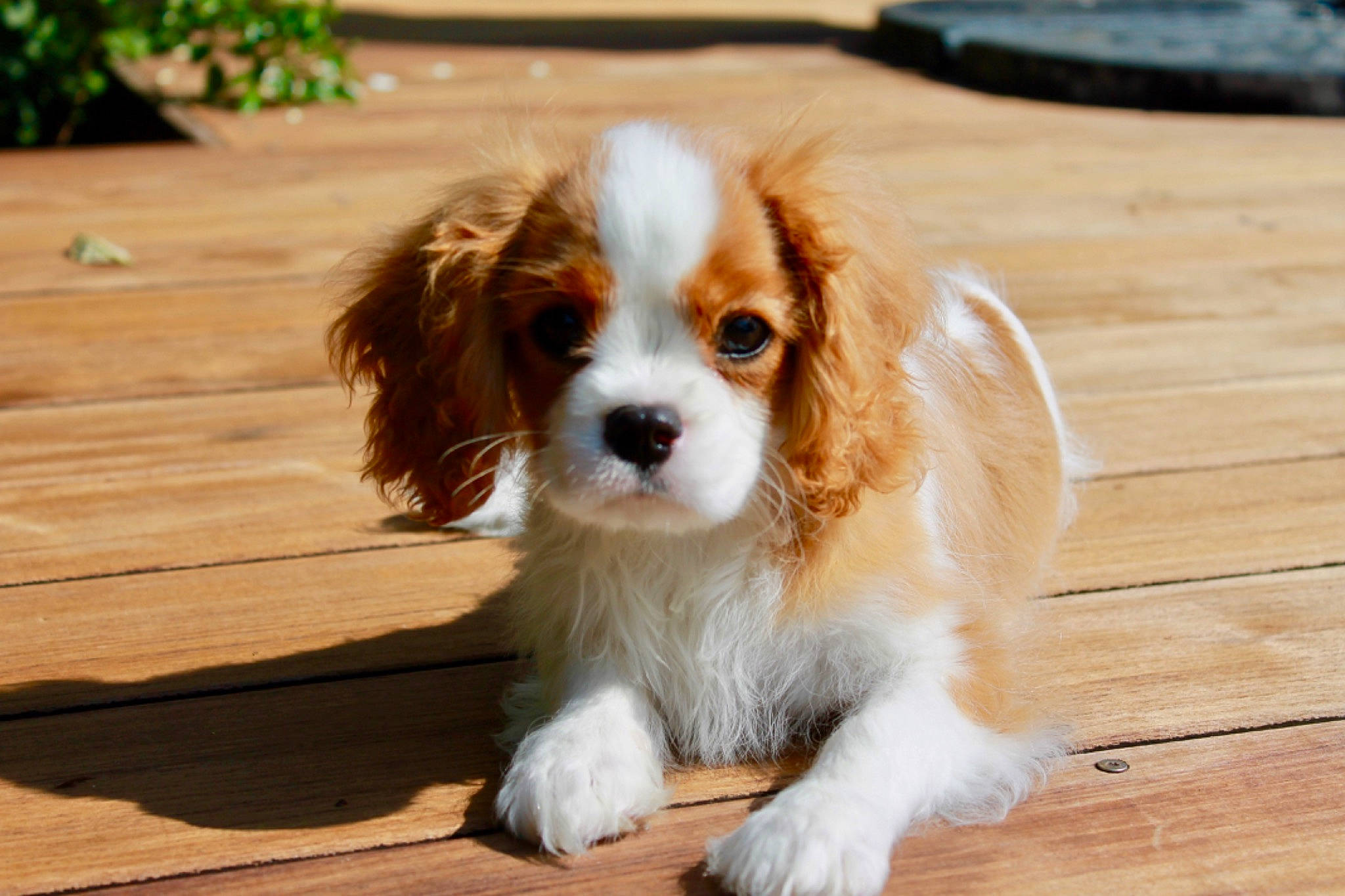 Ruby a rejoint le concours — aidez-le/la à gagner de superbes lots ! canidae, carnivore, cavalier, cavalier_king_charles_spaniel, cocker_spaniel, companion_dog, dog, dog_breed, fawn, king_charles_spaniel, mammal, phalene, puppy, rare_breed_dog, russian_spaniel, snout, spaniel, sporting_group, toy_dog, vertebrate