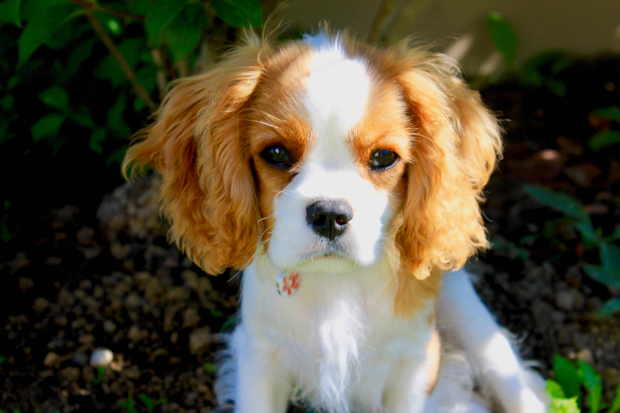 Ruby a rejoint le concours — aidez-le/la à gagner de superbes lots ! canidae, carnivore, cavachon, cavalier, cavalier_king_charles_spaniel, cocker_spaniel, companion_dog, dog, dog_breed, fawn, king_charles_spaniel, mammal, phalene, puppy, rare_breed_dog, snout, spaniel, sporting_group, toy_dog, vertebrate
